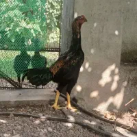لاری نژاد ترک وارداتی اصل