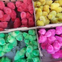 ترانسفرازمزرعه اردک*جوجه رسمیqمحلی*hw،رنگیg
