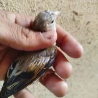 جوجه سهره قناری