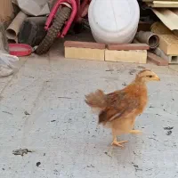 دو عدد جوجه گلپایگانی سالم و سرحال