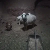 بره نره چاق