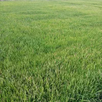 تیم برنج طارم تشان کلگه زار