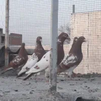 کبوتر|پرنده|مینودشت, |دیوار