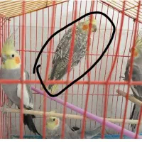 عروس هلندی گمشده