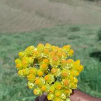 اجاره-زمین-کشاورزی