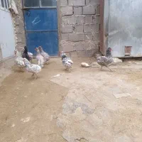 گلین طوسی|حیوانات مزرعه|قروه, |دیوار