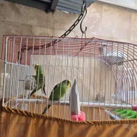 فروش جفت مولد تضمینی