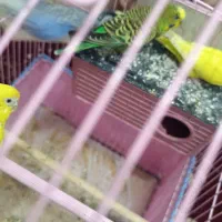 مرغ عشق خوب تمیز. جیغ کش