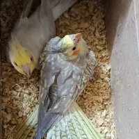 یک جفت عروس هلندی