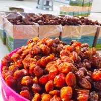 اجاره باغ خرما