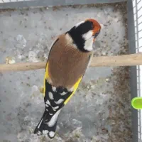 دوعدد سهره تازه صاف بخون
