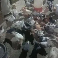 کبوتر کفتر