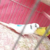 مرغ عشق