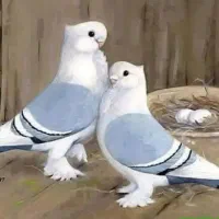 کبوتر بلژیکی و لاهوری لوتین