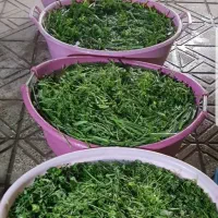 سبزی اماده برای سفارش و اطلاع از قیمت، پیام بدهید.