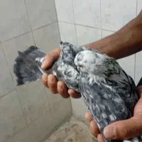 کبوتر پریشی