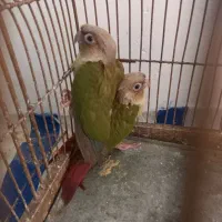 طوطی گرینچیک