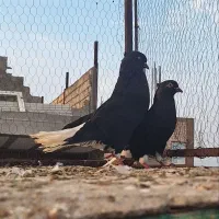 کبوتر زیل دم سفید