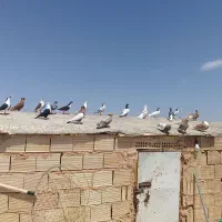 فروش یک دسته  کفتر بوم ضربه