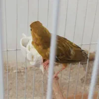 قناری ماده آماده.