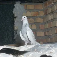 کفتر جوجه