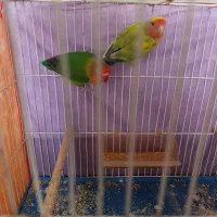 جفت کوتوله