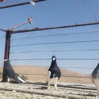 شهری بهبهانی