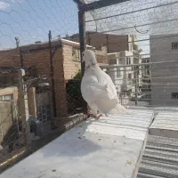 کبوتر گم کردم