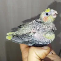 جوجه عروس هلندی