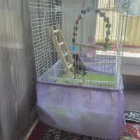 فروش جوجه مینا با قفس