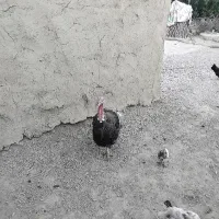 حیوانات
