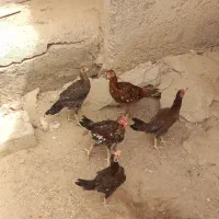 جوجه محلی