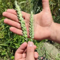 گندم آمریکایی آدورا