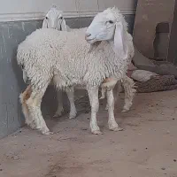 دوتا میش مری ابست