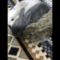 خرگوش بازیگوش