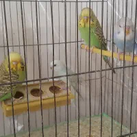 مرغ عشق انگلیسی