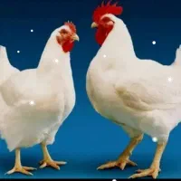 دان مرغ تخمگذار