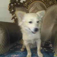 سگ اشپیز