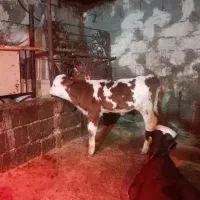 استخدام کارگر برای دامداری