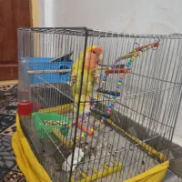 برزیلی اهلی