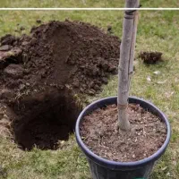 چاله کن نهال محمود آباد و حومه