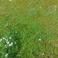 فروش باقله محلی گل اول