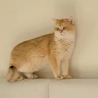 گربه گلد