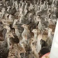 مستقیم