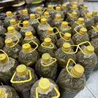 خیار شور تُرد