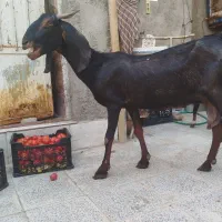بز با دوتا بزغاله نر