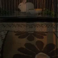 یک عدد خرگوش چشم قرمز سفید