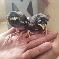 پدوان