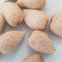بادام سنگی بابهترین مغز و۵کیلو زرشک