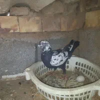 کبوتر|پرنده|گناباد, |دیوار